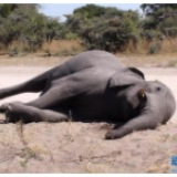 博茨瓦纳3个月内275头大象离奇死亡