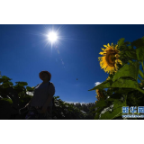 长春农博会：经济作物引关注