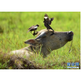 水牛与飞鸟