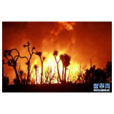 “山猫”山火继续在美国洛杉矶县山区蔓延