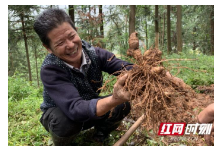 精准脱贫在新化丨小黄精为脱贫战立下大功劳