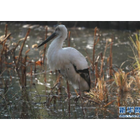 “疗养”中的东方白鹳