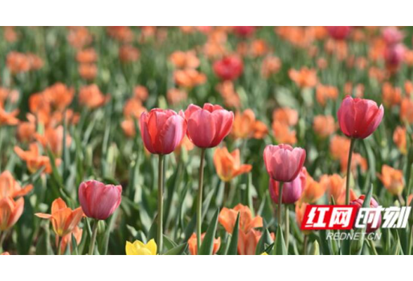 潇湘林业70年丨种绿芙蓉国 苗绘潇湘锦——湖南林业发展成就之种苗保障篇