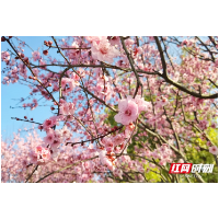 气温骤升，赏花走起！湖南这些超美赏花打卡地别错过