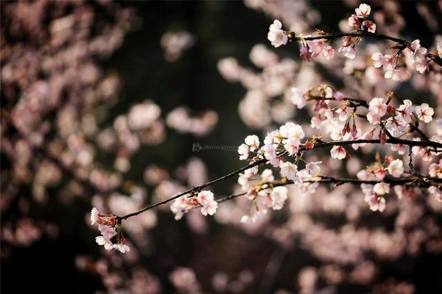 气温骤升 赏花走起 湖南这些超美赏花打卡地别错过 湖南频道