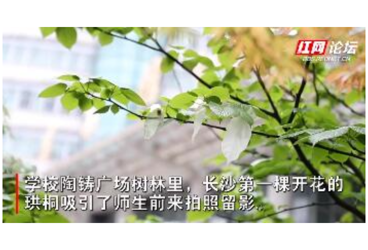 “植物活化石”珙桐首次在长沙开花