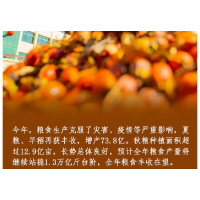 【海报】丰收节里，去看看农民的新生活