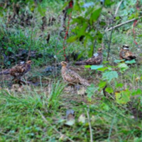 国家一级保护动物：40只白冠长尾雉放归石门壶瓶山