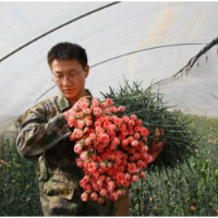 “鲜花经济”助增收