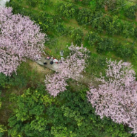 樱花盛开迎客来