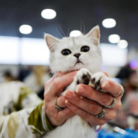 莫斯科：萌猫总动员