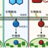 我国细胞膜信息传递研究获重大发现