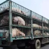 中南六省区联合发文：非中南区生猪禁止调入中南区，种猪、仔猪除外
