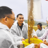 杂交水稻双季亩产再破纪录 亩产1500公斤意味着什么