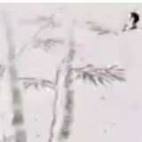 雪竹图、脚印画……各地群众将初雪玩嗨了