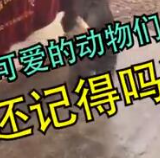 2020年这些可爱的动物们，你还记得吗？