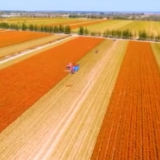 财政部:惠农落实处 加大力气解决拖欠保险公司保费补贴问题