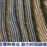 西藏自治区主动作为精准施策助力复工复产:春暖花开 奋发正当时