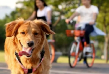 一文读懂 | 首次网上广交会怎么开？商务部揭秘了