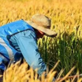 中国粮食产量还有上升空间吗？科学家们达成了共识......