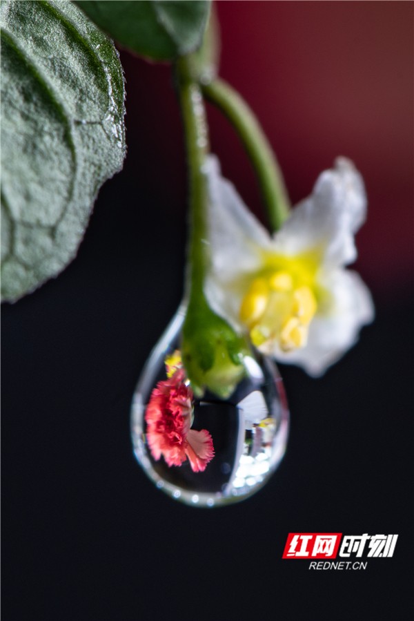 春已深，花开似海。今天花开嫣然，明天需将春色还。有人把春光调制成酒，留在胃里，有人把春天编成曲，留在旋律里……如果说留住春天有一百种方式，那么影像记录是最大众的一种方式。微距镜头里的春天，放大的视角，仿佛能嗅到生命的芳香。 红网时刻记者 朱丽萍/文 朱云芳/图