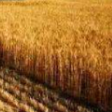 农业农村部:夏粮长势较好 春播进展顺利