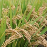 有必要囤粮吗?官方公布4组数据回应