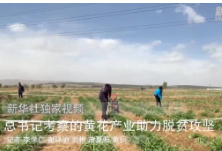 独家视频丨总书记考察的黄花产业助力脱贫攻坚