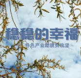 微视频丨稳稳的幸福——特色产业助脱贫攻坚