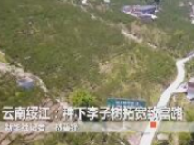 云南绥江：种下李子树拓宽致富路