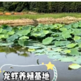 扶贫印记·vlog丨冷水滩麦子园村：以“产业”为笔 书写幸福新篇章