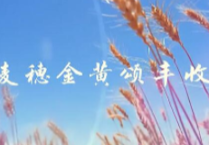 航拍新疆：麦浪滚滚！霍尔果斯2.3万亩小麦开镰收割