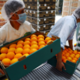 从叙利亚玫瑰到中国电动理发器——疫情冲击下,中阿企业携手复工复产