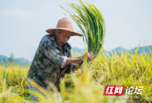 偶遇八旬老人忙“打禾”  网友：我们还有什么理由浪费粮食
