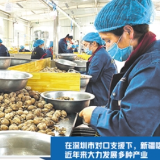 把村里的“软件”发展起来——深圳对口支援新疆喀什市帕哈太克里乡调查