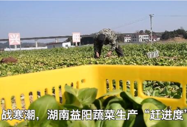 战寒潮，湖南益阳蔬菜生产“赶进度”“增温度”