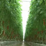 关注“菜篮子”丨科技助力工厂化生产 冬春蔬菜供应有保障