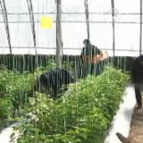 关注“菜篮子”丨去年12月全国“菜篮子”指数128.69 蔬菜供给进入冬季模式