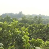 丰收中国丨四川泸州：金秋蜜柚果飘香 正是丰收好时节