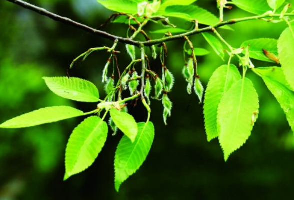 160种国保植物争艳三湘 全世界仅存6株的绒毛皂荚，在南岳衡山