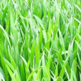 播种超八成 河南省冬小麦已播种6961.5万亩