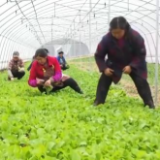 各地脱贫攻坚成果进一步巩固 76%监测对象消除返贫风险