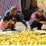 这一抹金色在乡村振兴中“陈”风破浪