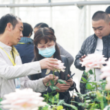“10大名花”宣传推介活动“圈粉”又“圈心” 推动云花产业渐入佳境