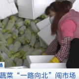 节前看市场 | 云南元谋：蔬菜“一路向北”闯市场