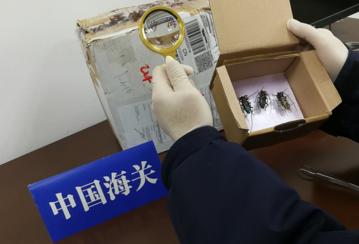 “我在国门捉虫子” 长沙邮局海关截获邮寄入境天牛标本