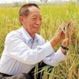 湖南省政协决定：在全省政协系统开展向袁隆平同志学习活动