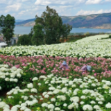 “世界花园”里的“美丽致富路”——乡村振兴看云南