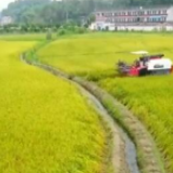 快讯丨湖南粮食生产来势较好 夏粮喜获丰收