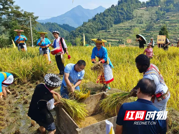 游客在隆回虎形山瑶族乡白水洞村体验梯田收割。.png